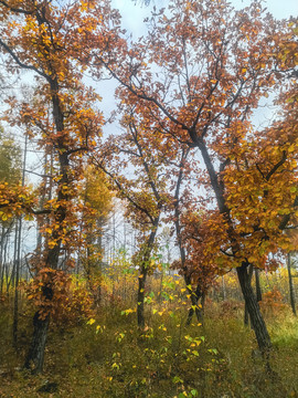秋季树林黄叶柞树