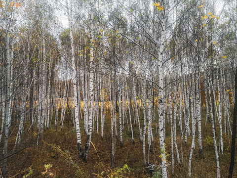 秋季白桦树林