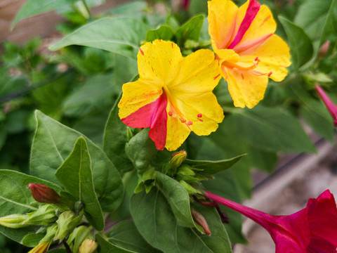 胭脂花夜饭花