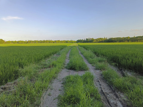 田野泥泞土路