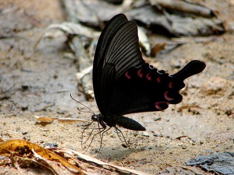 栖息在地面上的一保碧凤蝶