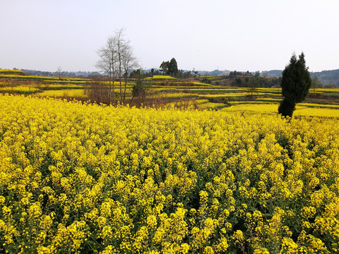 油菜地