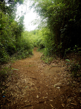 竹林土路