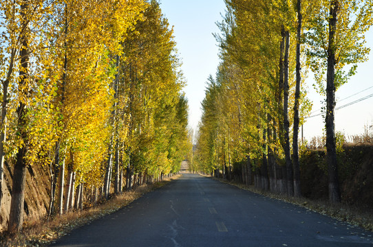 秋天公路两旁的黄叶树