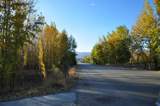 秋天公路两旁的大树