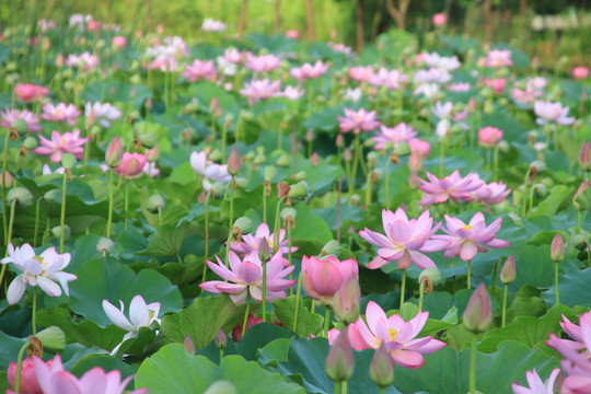 夏日荷花素材背景