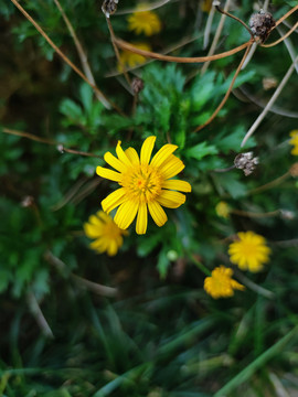 黄金菊