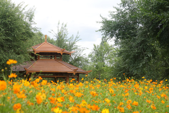 庭院