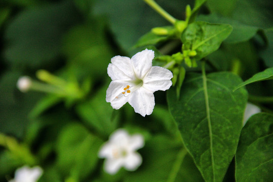 小白花