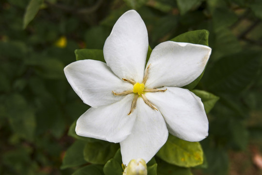 栀子花