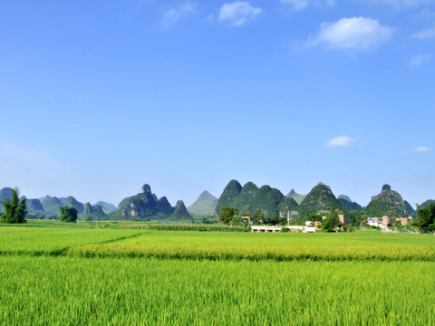 田野山野