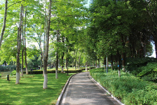 公园绿植健康步道