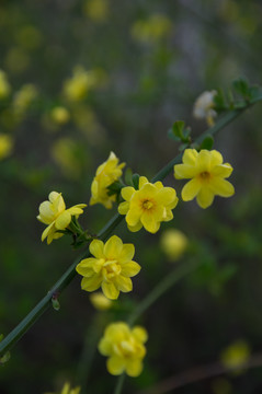 迎春花