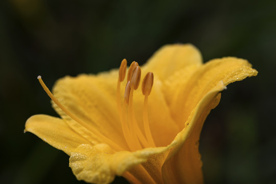 盛开的黄花菜