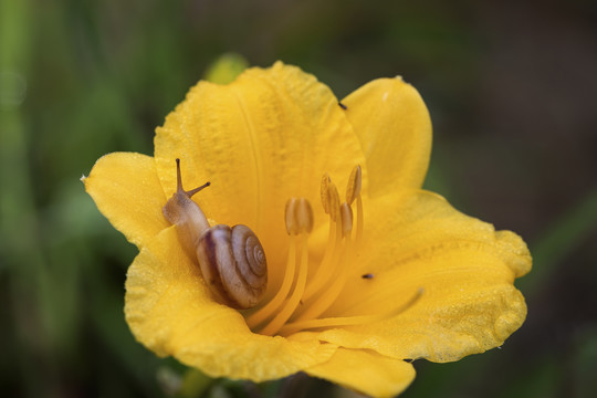 黄花菜芯里的蜗牛