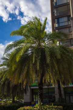 林荫道上的棕榈树