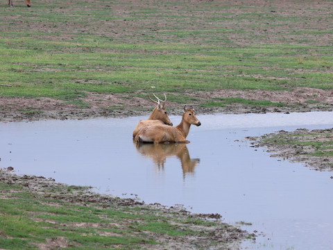 水塘里的一对情侣麋鹿