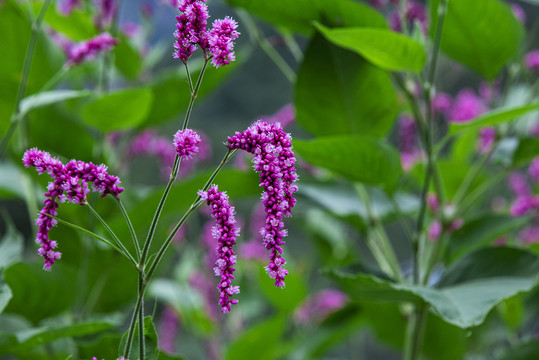 蓼花