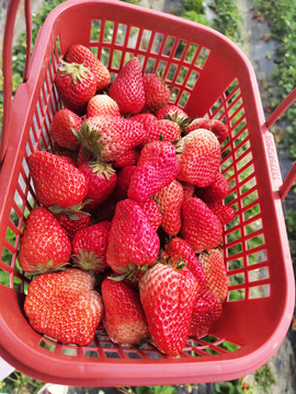 采摘草莓篮子
