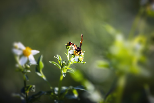 蜜蜂采蜜