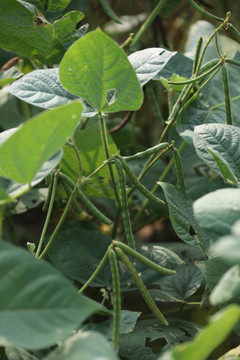 生长中的绿豆