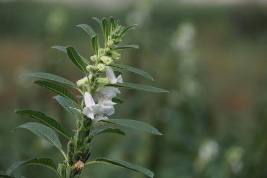 白芝麻花