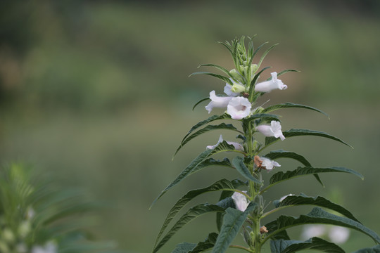 白芝麻花