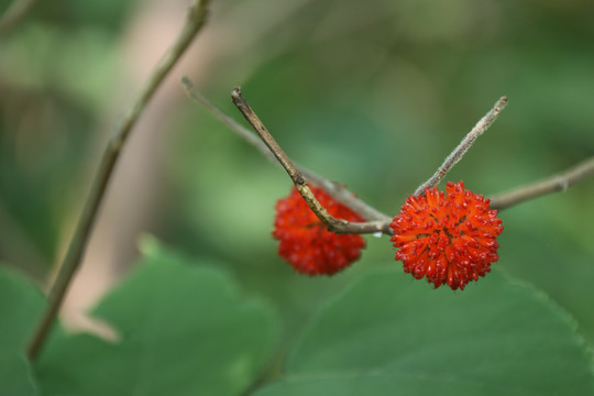 构树果