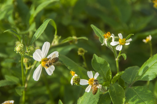蜜蜂和白花鬼针草