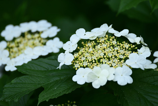 琼花