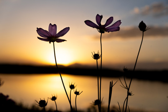 夕阳下的波斯菊