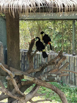 上海野生动物园巨嘴鸟