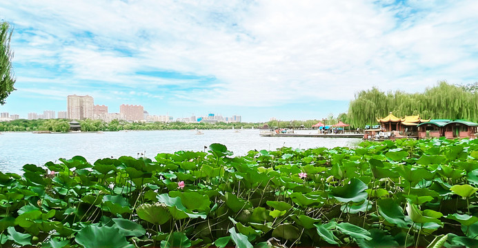 大明湖掠影