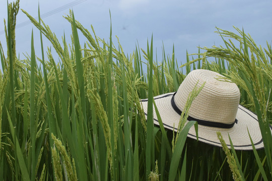稻田里的帽子