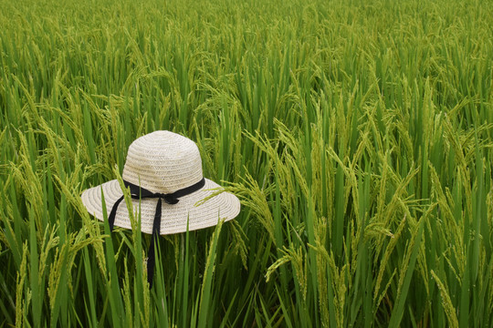 稻田和帽子