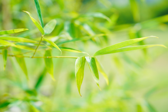 竹林风景