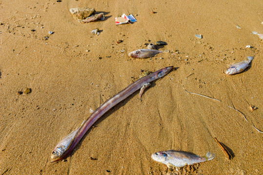 退潮海生物