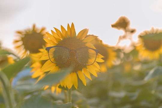 戴眼镜的向日葵