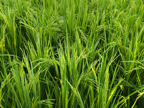 绿色大田稻米