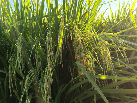 清晨稻田沉甸甸稻米