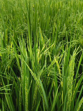 田园稻米