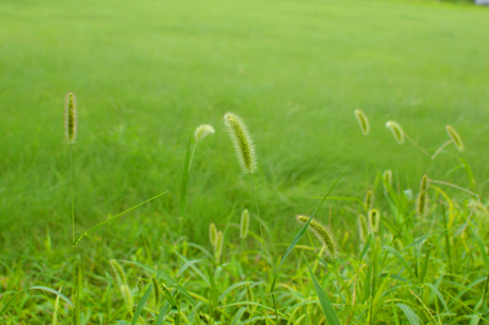 狗尾巴草