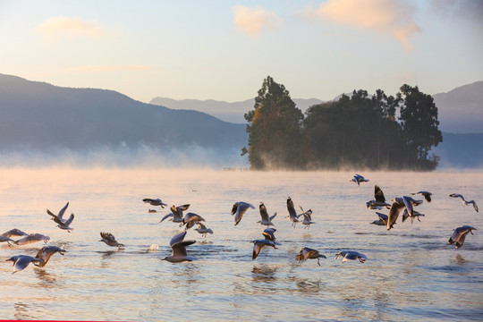 泸沽湖早晨的海鸥