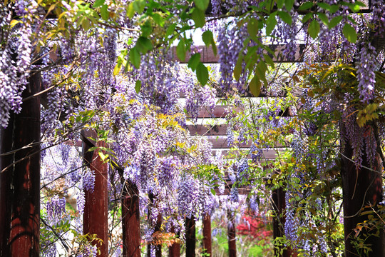 紫藤长廊景观