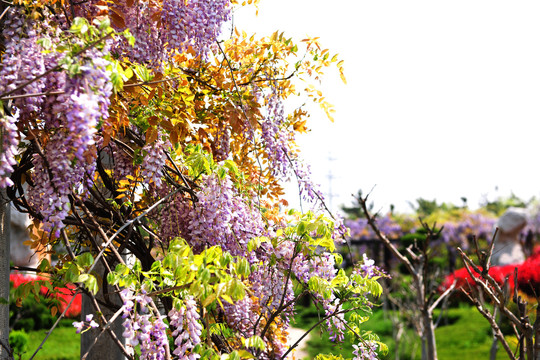 紫藤苑
