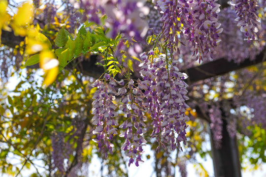 园林紫藤景观