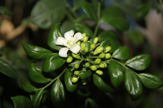 九里香花开