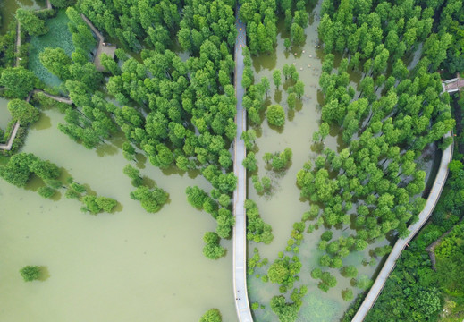 杭州青山湖水上森林