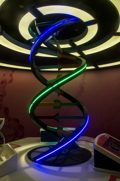 DNA模型展示