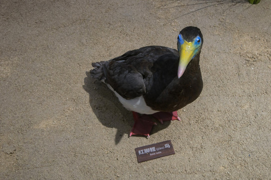 红脚鲣鸟模型标本
